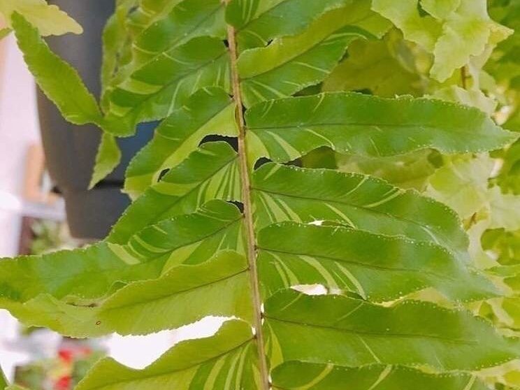 タマシダ　葉茎