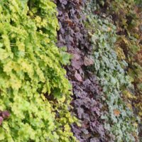 ヒューケラの育て方｜植え替え時期や増やし方、冬越しはできる？の画像