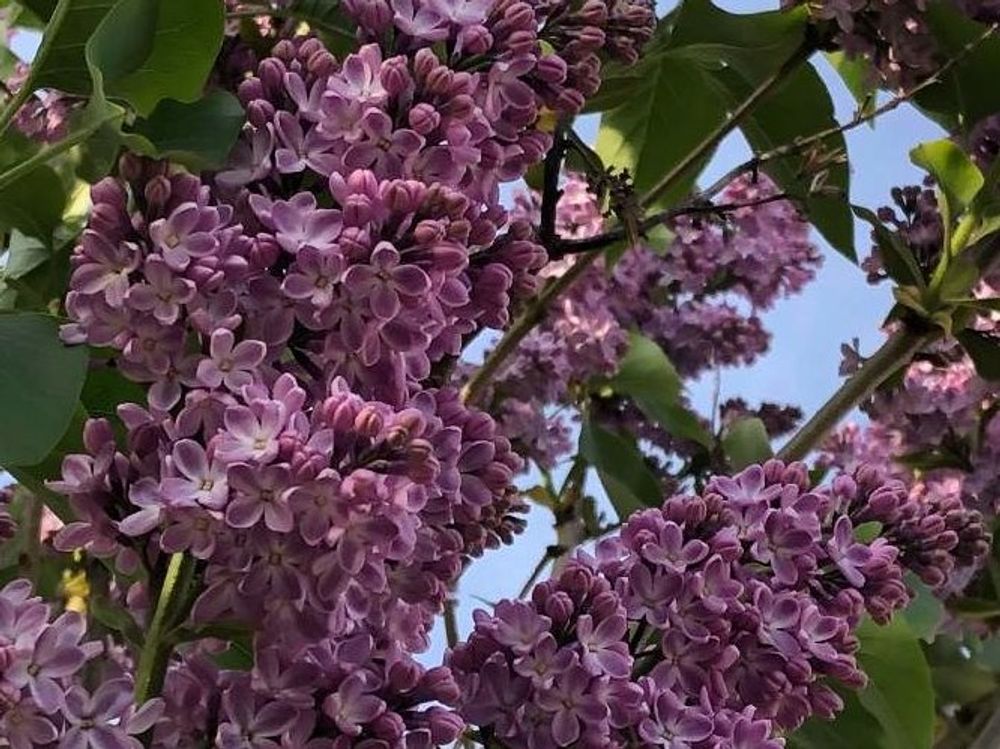 ライラック　ピンク色の花　青空
