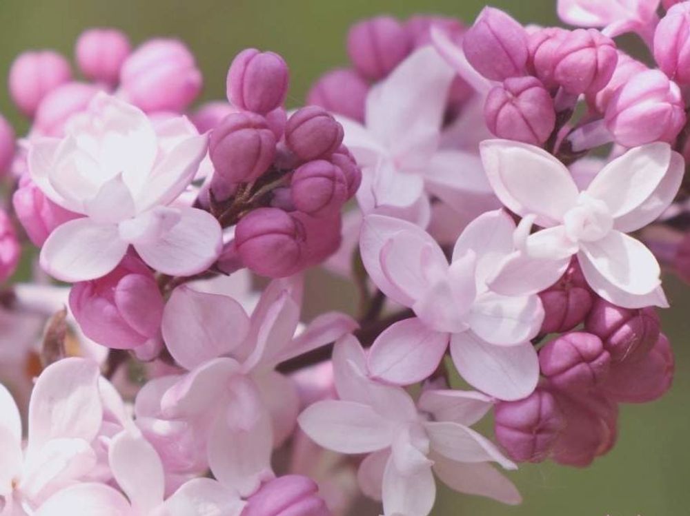 ライラック　ピンク色の花