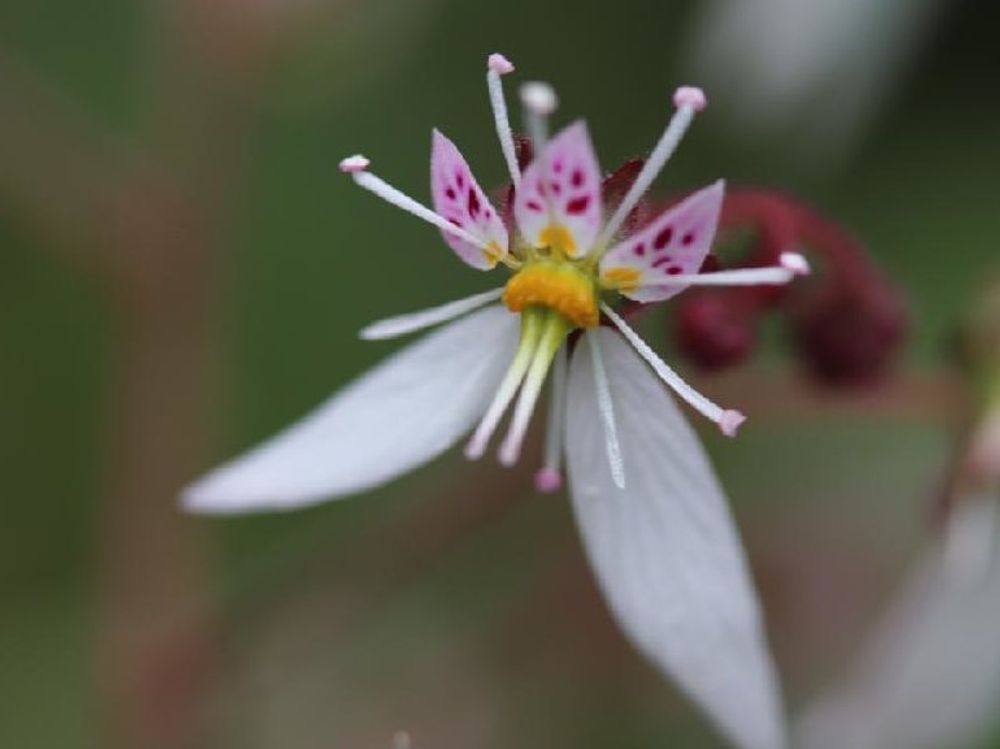 ユキノシタ(雪ノ下)　白い花