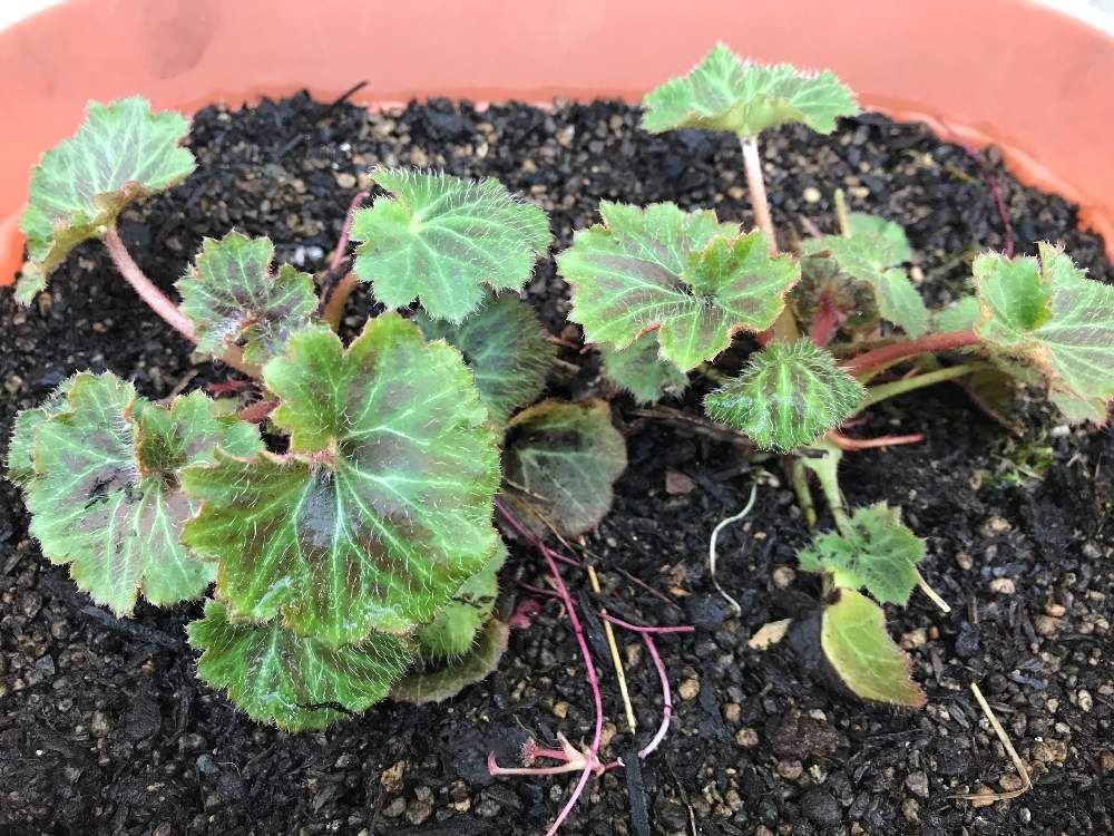 ユキノシタ(雪ノ下)　鉢植え　若葉