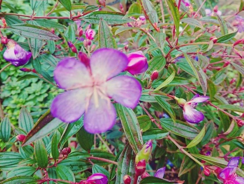 ノボタン(野牡丹)　紫色の花