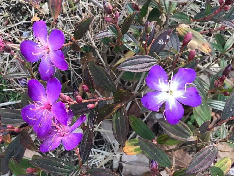 ノボタン(野牡丹)　紫色の花