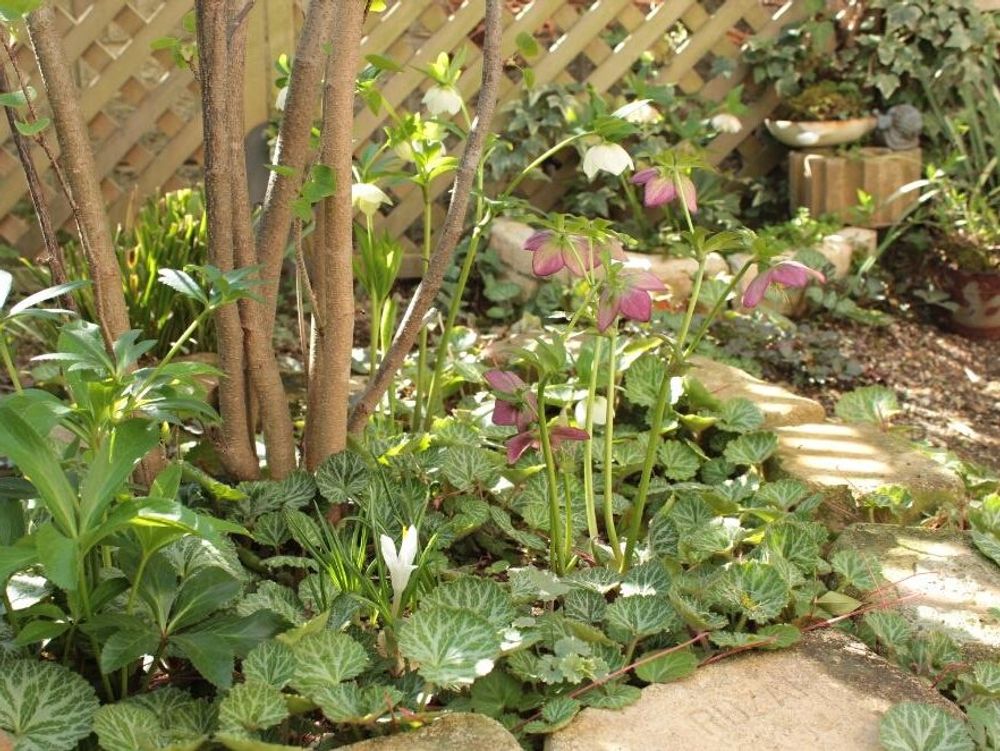 ユキノシタ(雪ノ下)　地植え　お庭