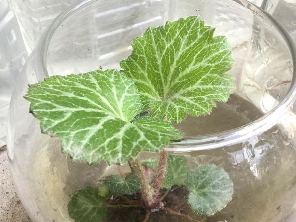 ユキノシタ(雪ノ下)　ガラス容器　葉