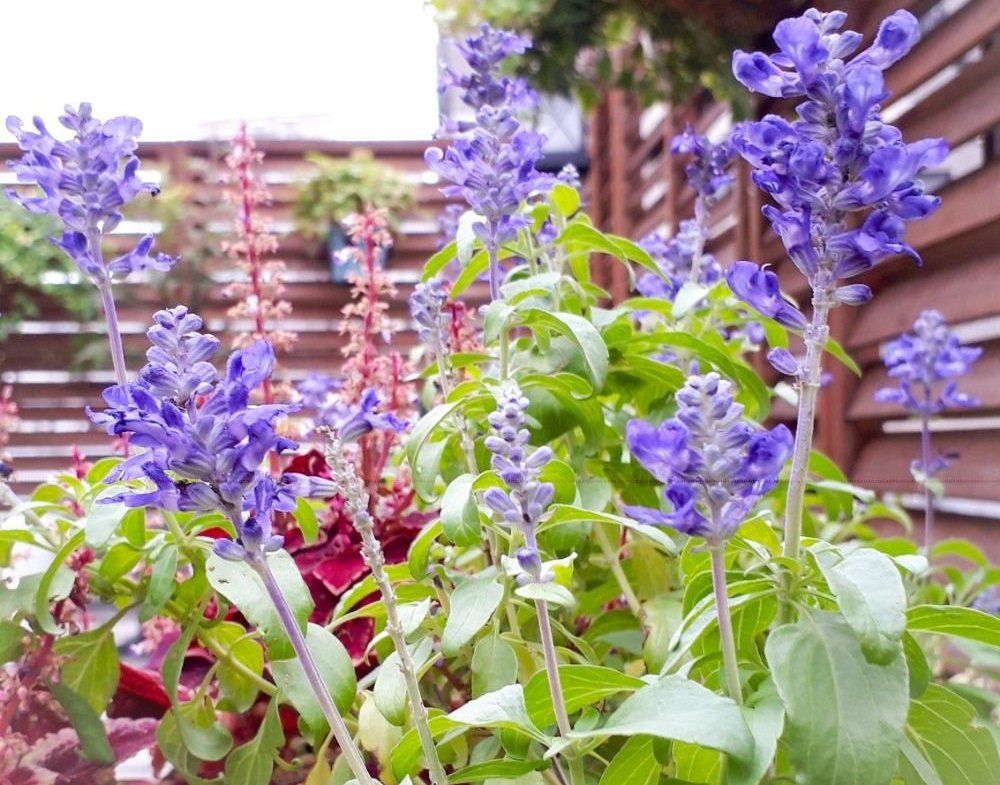 ブルーサルビアの画像 Photo by みうどんぶりさん