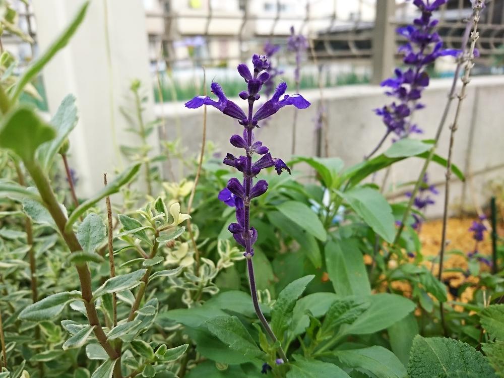 ブルーサルビア(サルビア・ファリナセア)　地植え　紫色の花