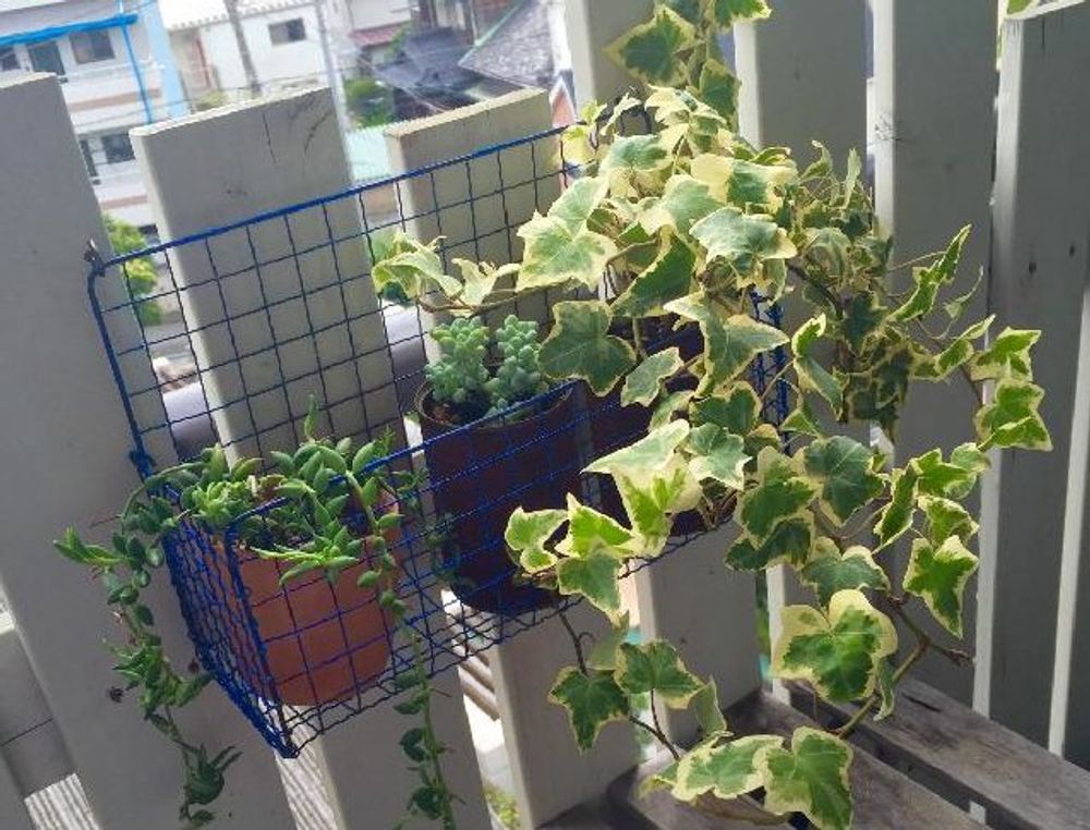 ヘデラPhoto by leona19raさん