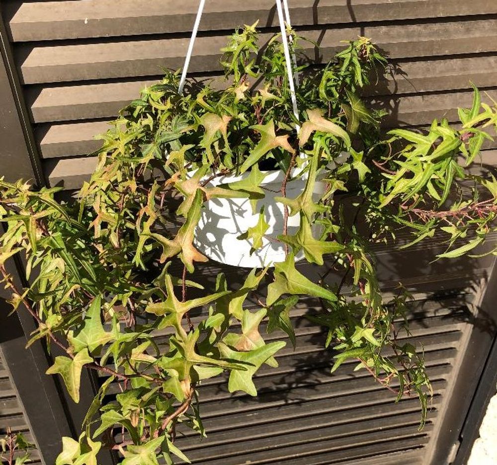 ヘデラPhoto by らりるん♪さん