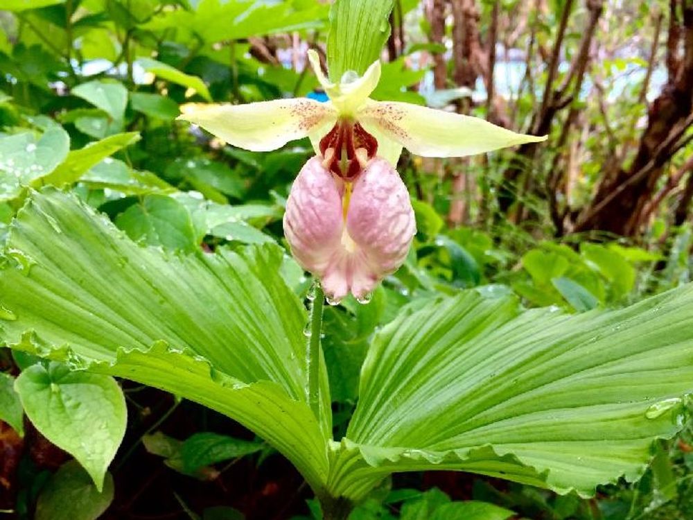 クマガイソウ(熊谷草)　薄桃色の花　葉　水滴