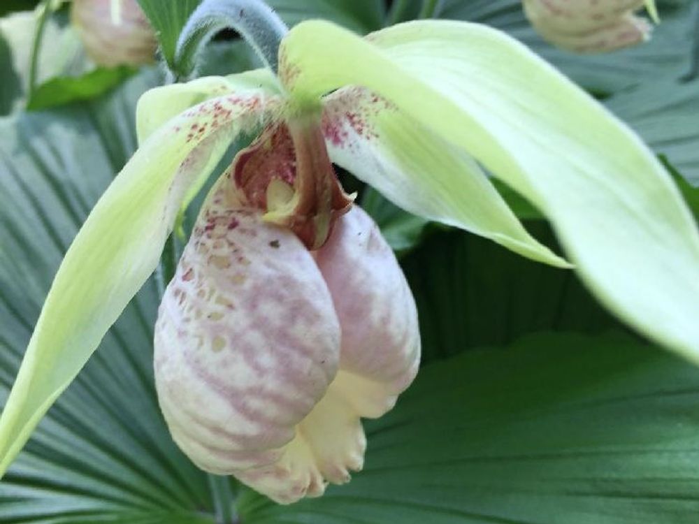 クマガイソウ(熊谷草)　薄桃色の花