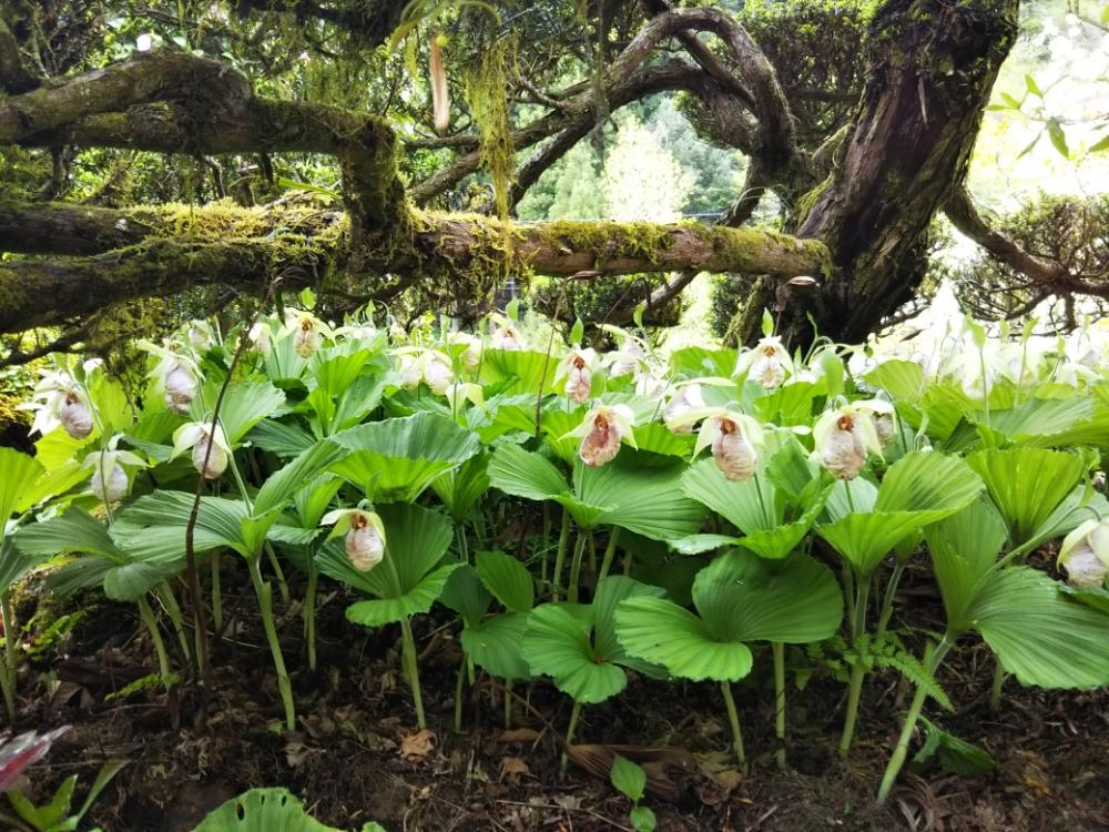 クマガイソウ(熊谷草)の育て方｜庭での植え付け場所や水やりの頻度は？｜🍀GreenSnap（グリーンスナップ）