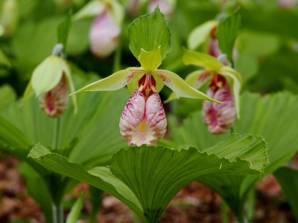 クマガイソウ(熊谷草)　赤い花