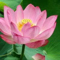 蓮(ハス)の育て方｜花の季節は短いの？種まきでも栽培できる？の画像