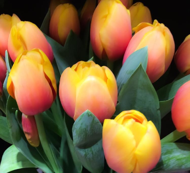 すべての美しい花の画像 50 素晴らしいチューリップ 花 言葉 オレンジ