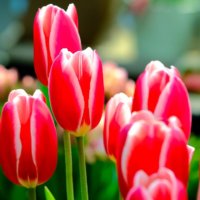 なるほど豆知識！世界各国の「国花」をみてみよう 〜ヨーロッパ編〜の画像