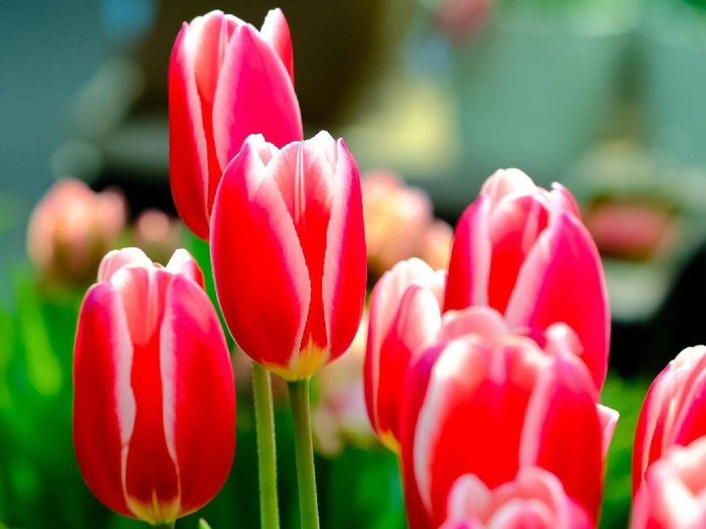 チューリップ、photo by ピッチ