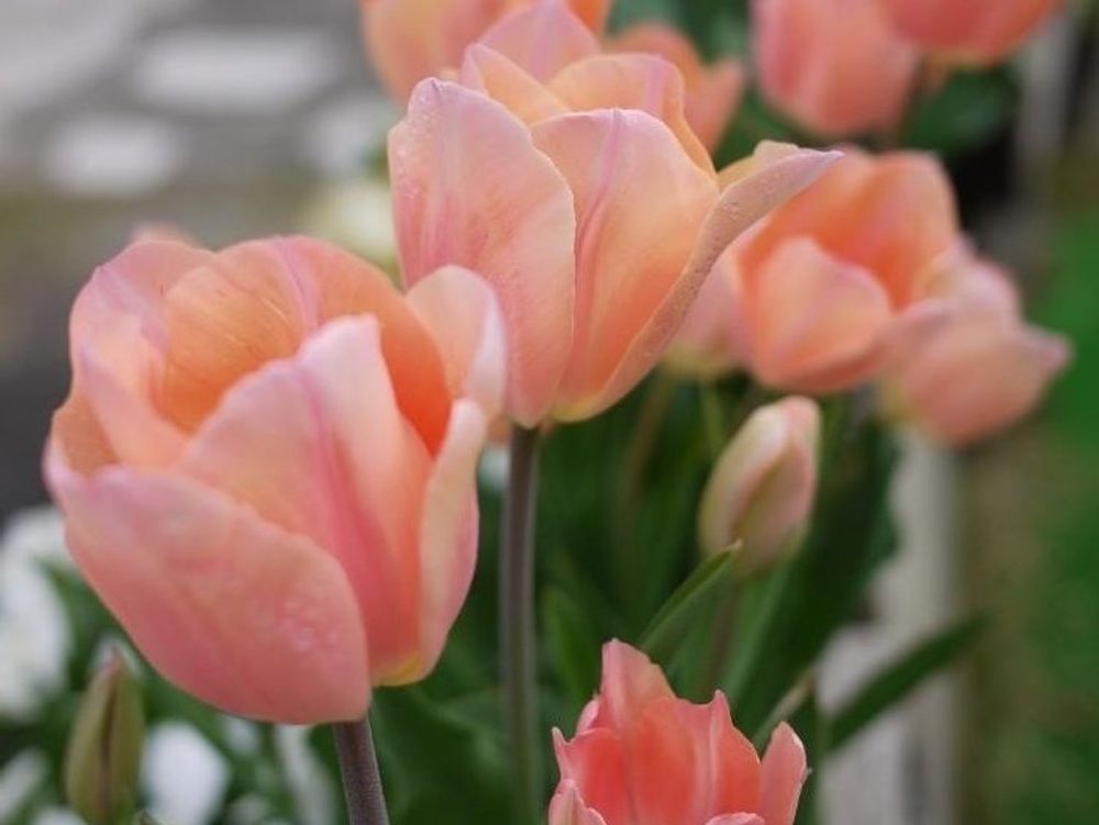 チューリップ・アプリコットビューティー