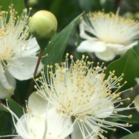 ギンバイカ(銀梅花)の育て方｜剪定方法は？鉢植えでも育てられる？の画像