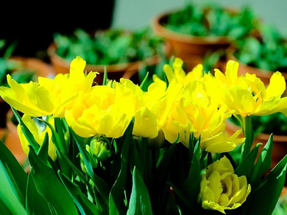 チューリップ　モンテカルロ