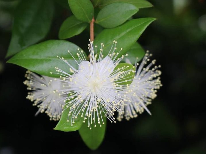 ギンバイカ(銀梅花)の育て方｜剪定方法は？鉢植えでも育てられる