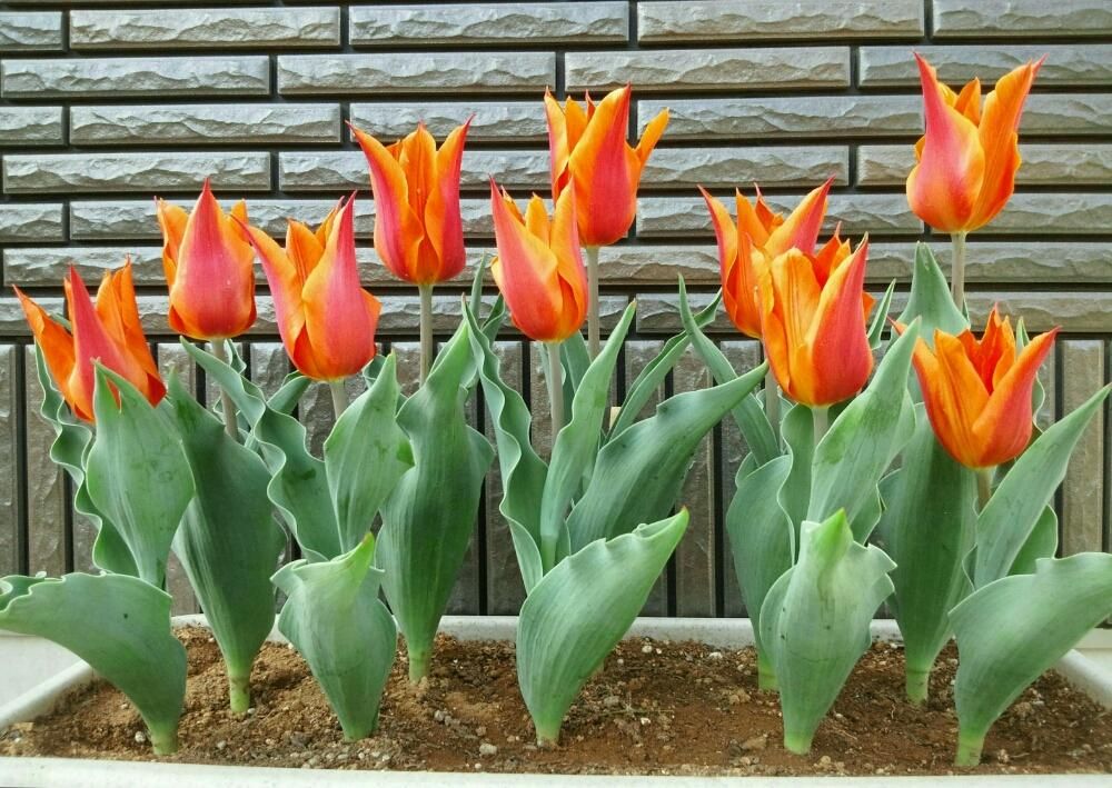 チューリップ バレリーナ