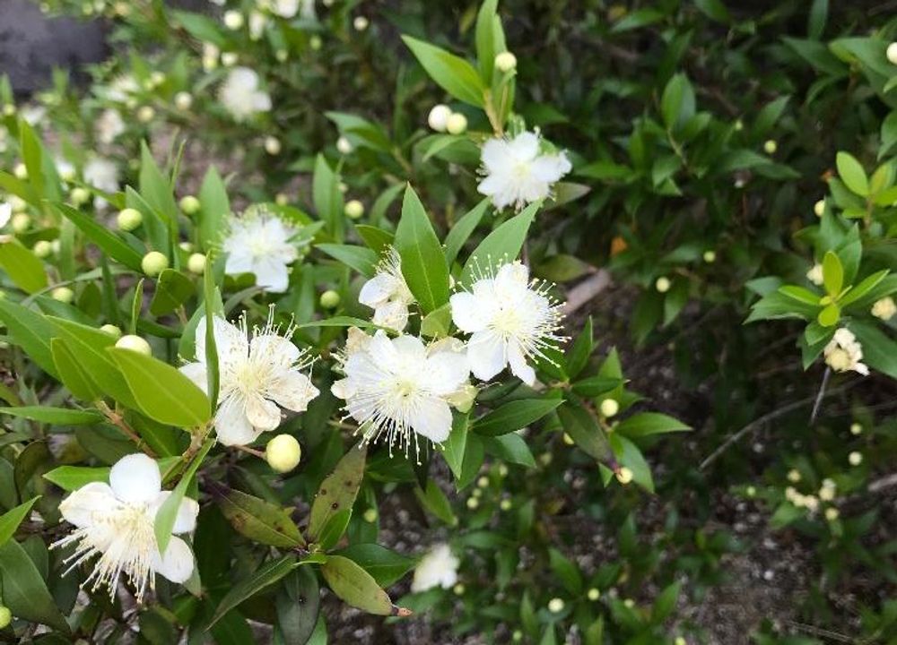 ギンバイカ(銀梅花)　白い花