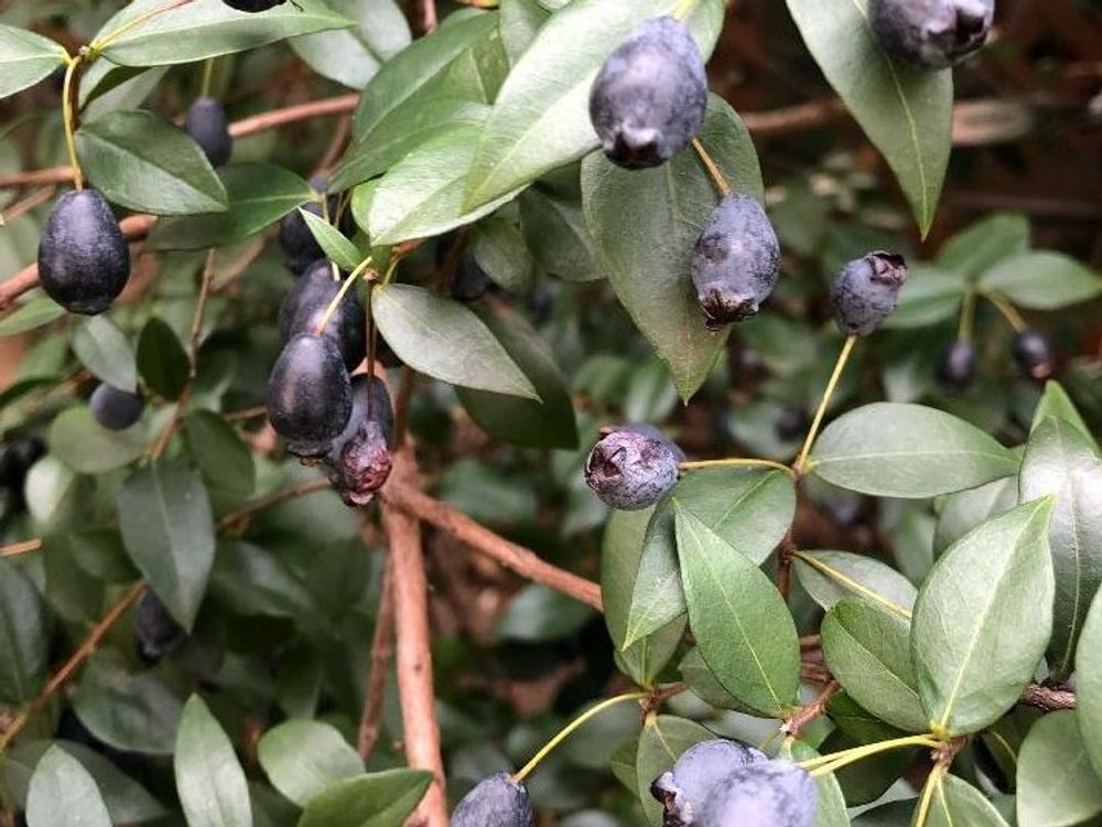 ギンバイカ(銀梅花)　紫色の実