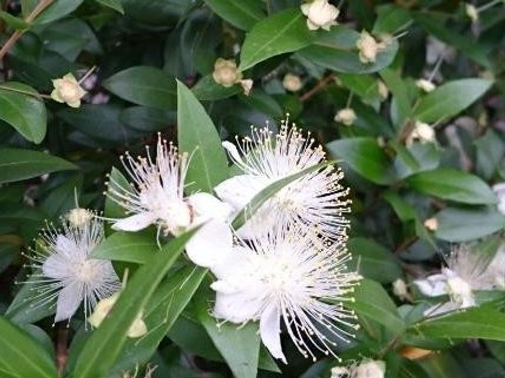 ギンバイカ(銀梅花)　白い花