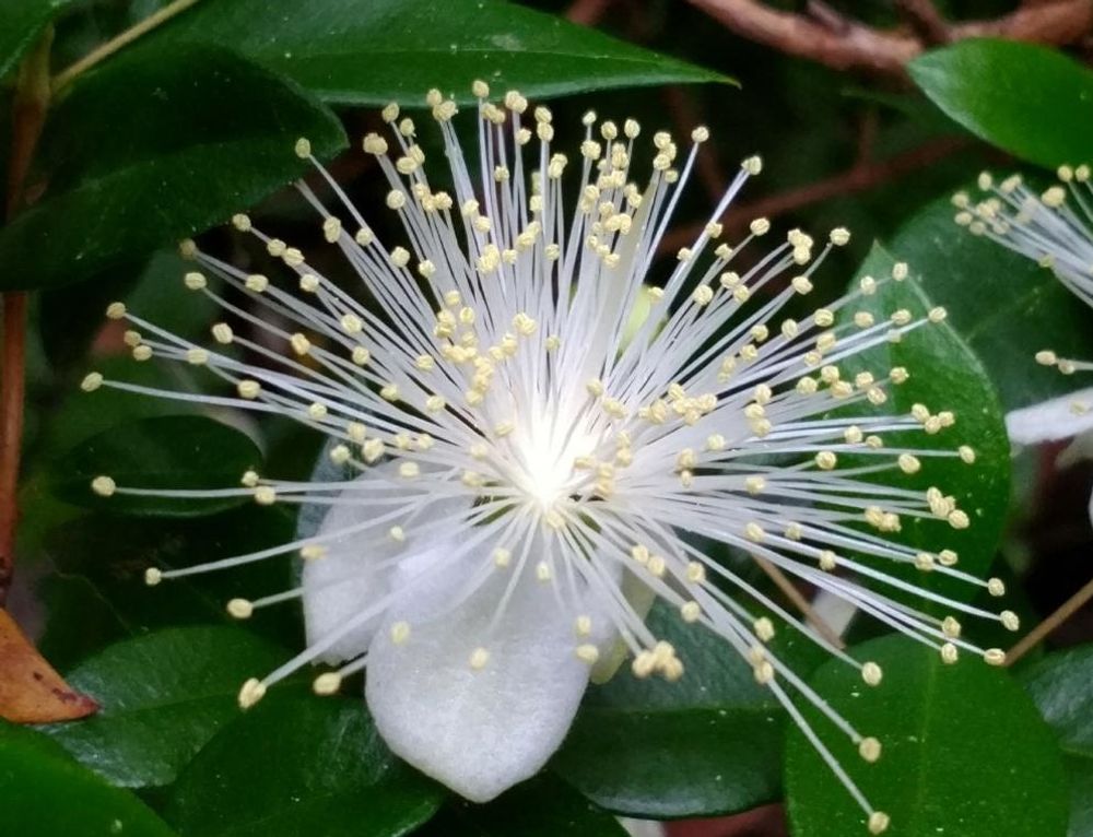 ギンバイカ(銀梅花)　白い花