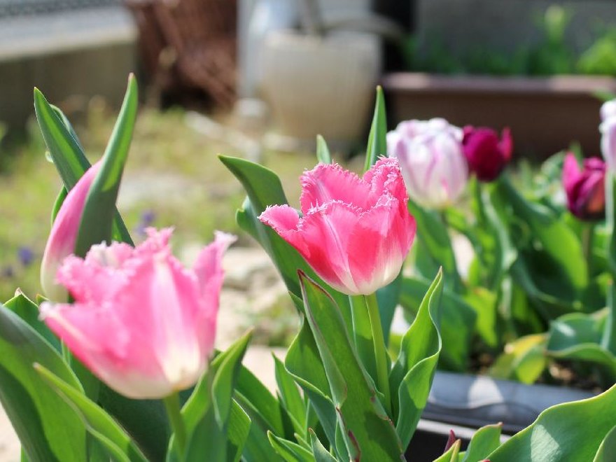 春の花でガーデニング 花壇やプランターに植えたい草花19選 Greensnap グリーンスナップ