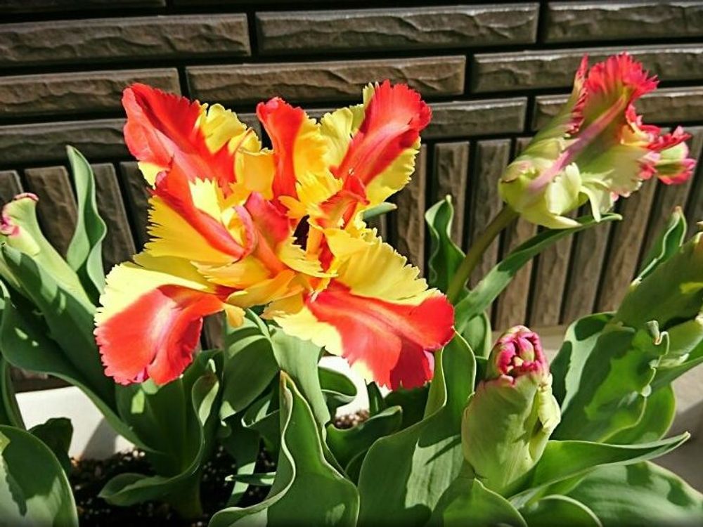 チューリップ　フレミングパーロット　