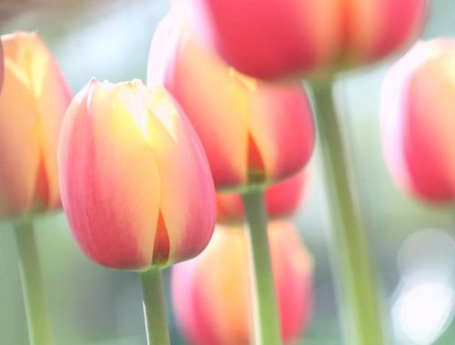 国花 を学ぼう 日本は桜と菊どっち 世界の国花はなに Greensnap グリーンスナップ