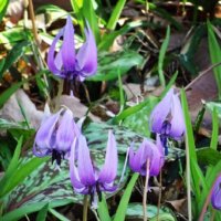 カタクリの育て方｜種まきや植え替えの時期は？の画像