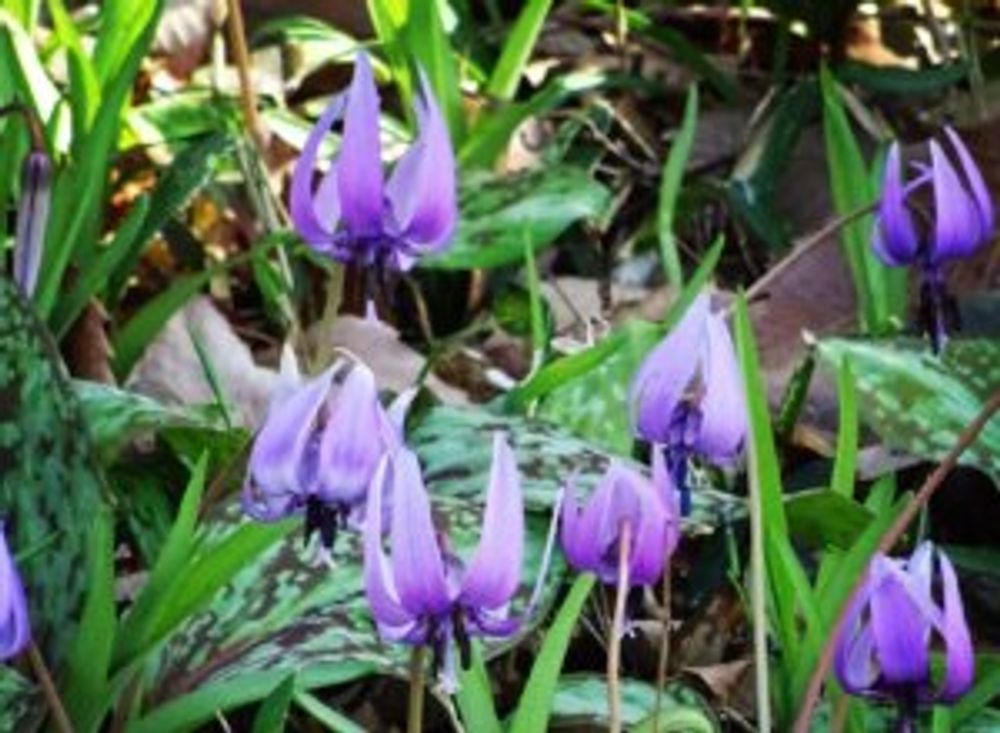 山野草とは|季節ごとの代表的な種類を紹介|🍀GreenSnap(グリーンスナップ)