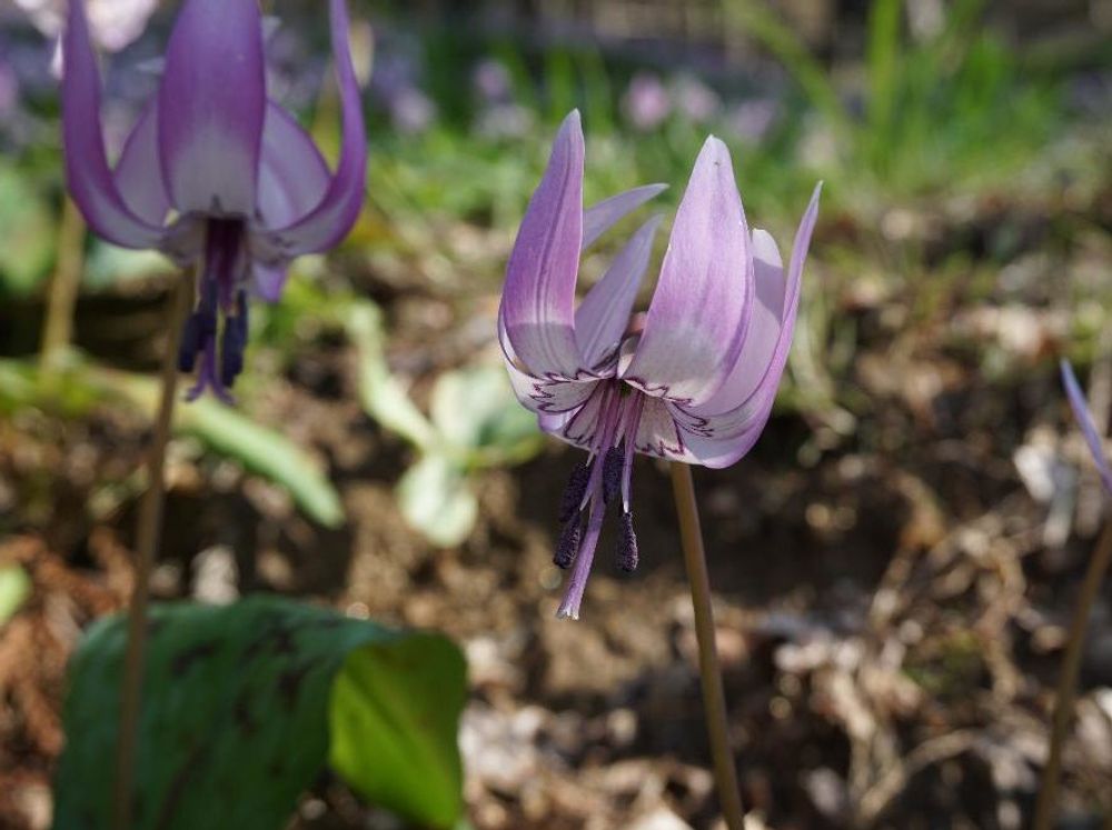 カタクリ　紫色の花　地植え