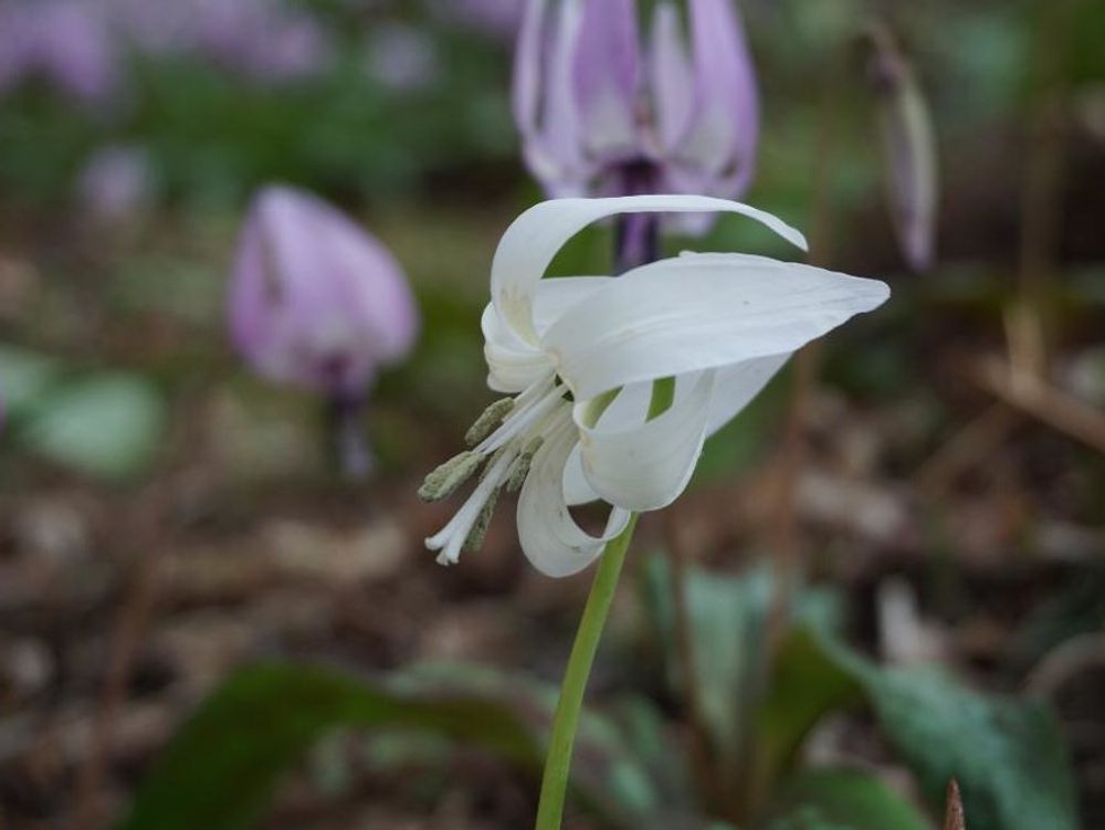 カタクリ　白い花