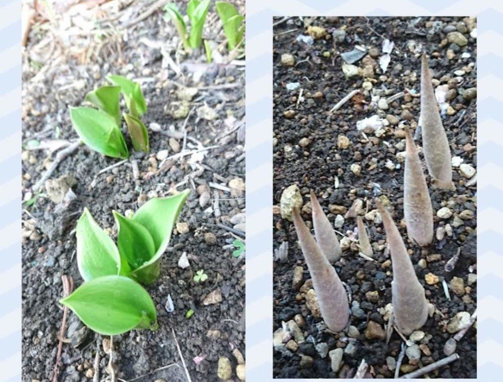 カタクリ　用土　株