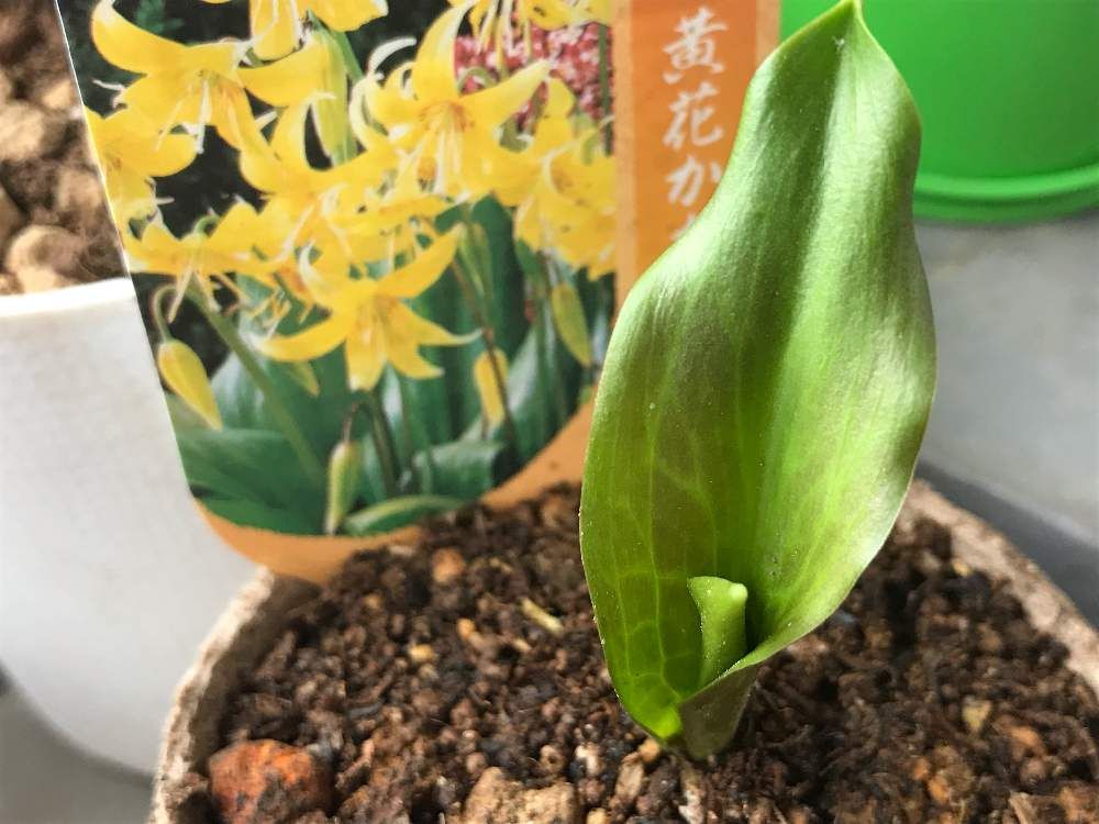 カタクリ　鉢植え　株