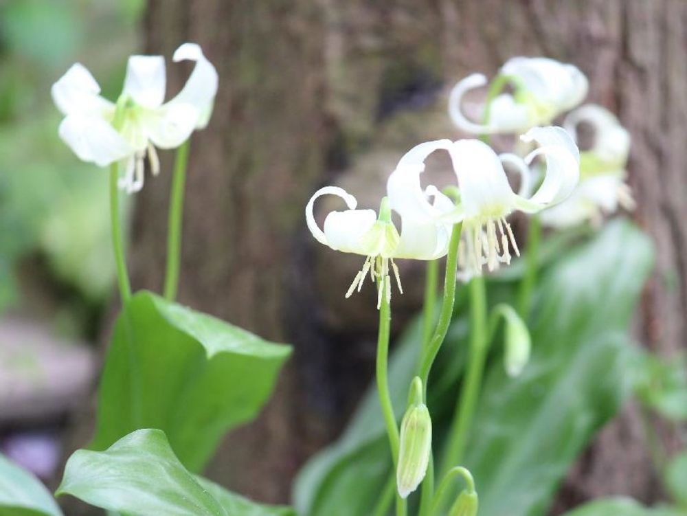 カタクリ　白い花