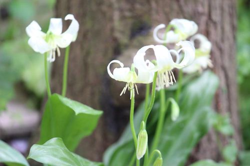 カタクリの育て方 種まきや植え替えの時期は Greensnap グリーンスナップ