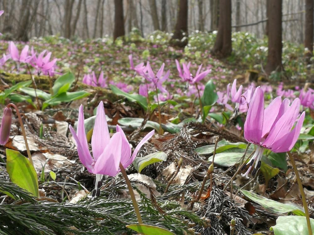 カタクリ　ピンク色の花　山中