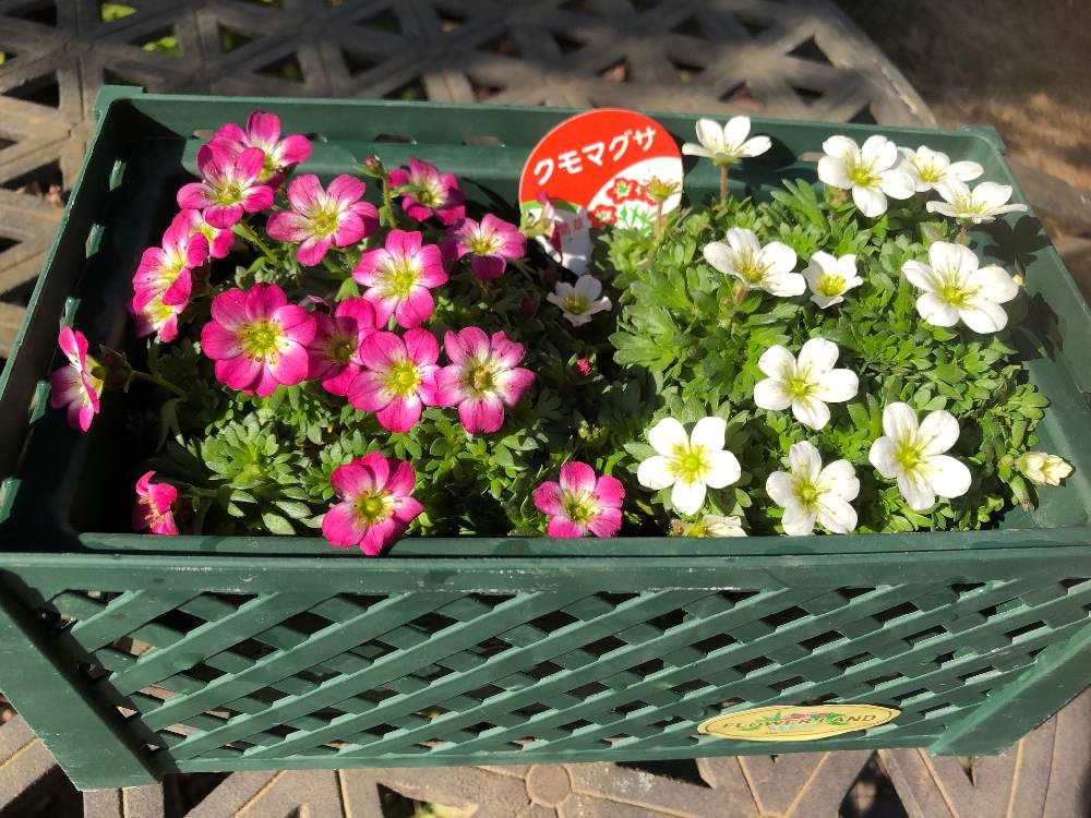 クモマグサ(雲間草)　赤い花　白い花