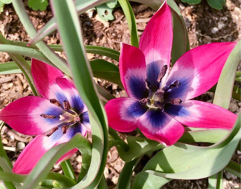 チューリップ　リトルビューティー