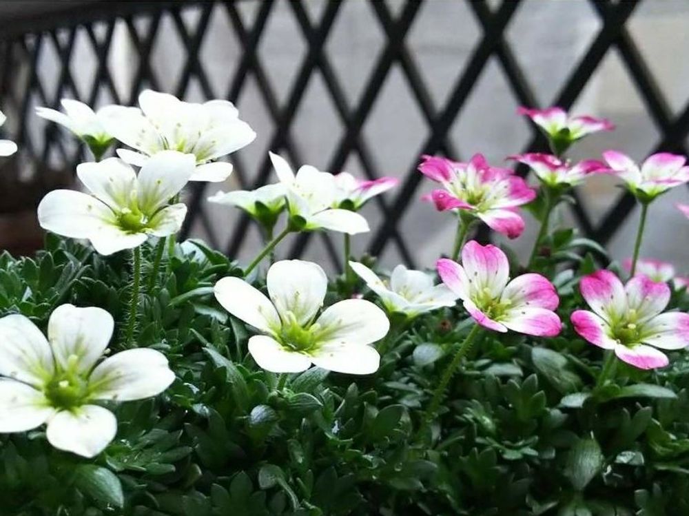 クモマグサ(雲間草)　白い花　ピンク色の花