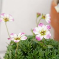 クモマグサ(雲間草)の育て方｜植え替えや増やし方は？夏越しはむずかしい？の画像