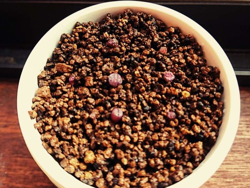 クモマグサ(雲間草)　鹿沼土