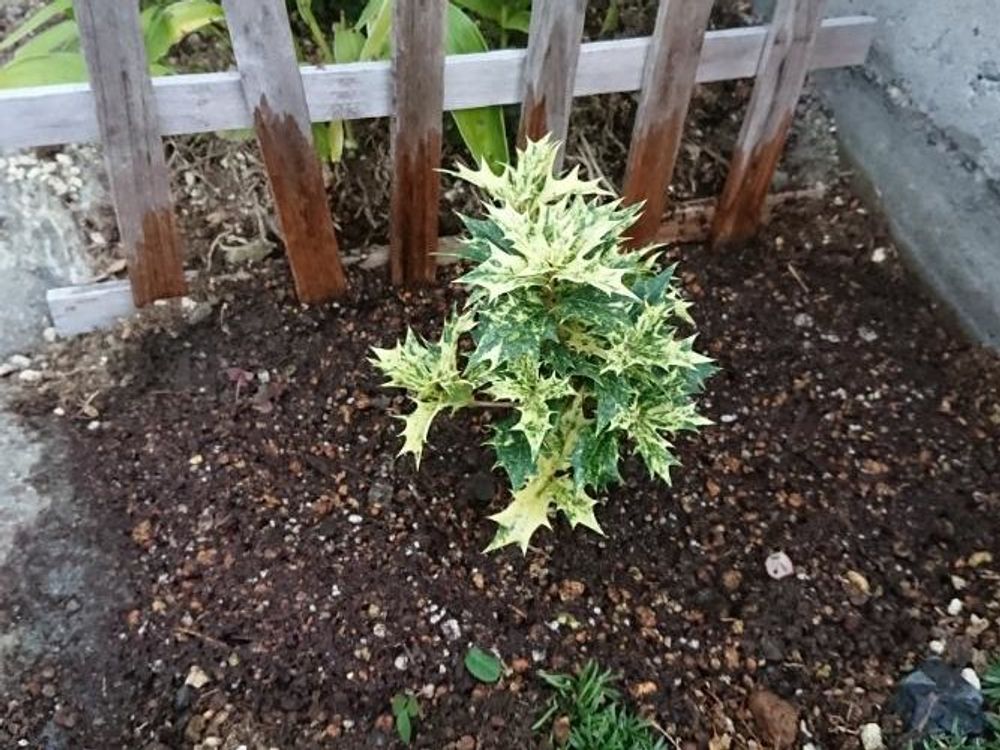 ヒイラギ(柊)　地植え