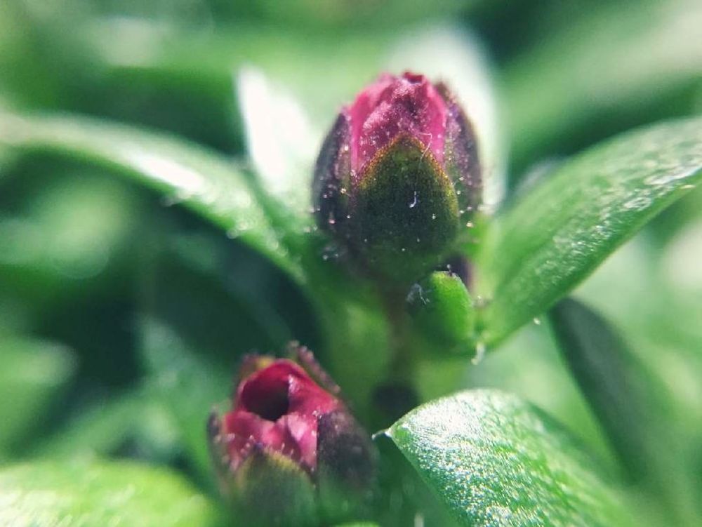 クモマグサ(雲間草)　蕾